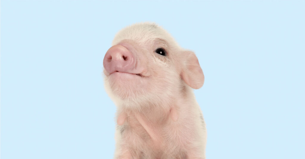 Image of a baby pig placed on a light blue background.