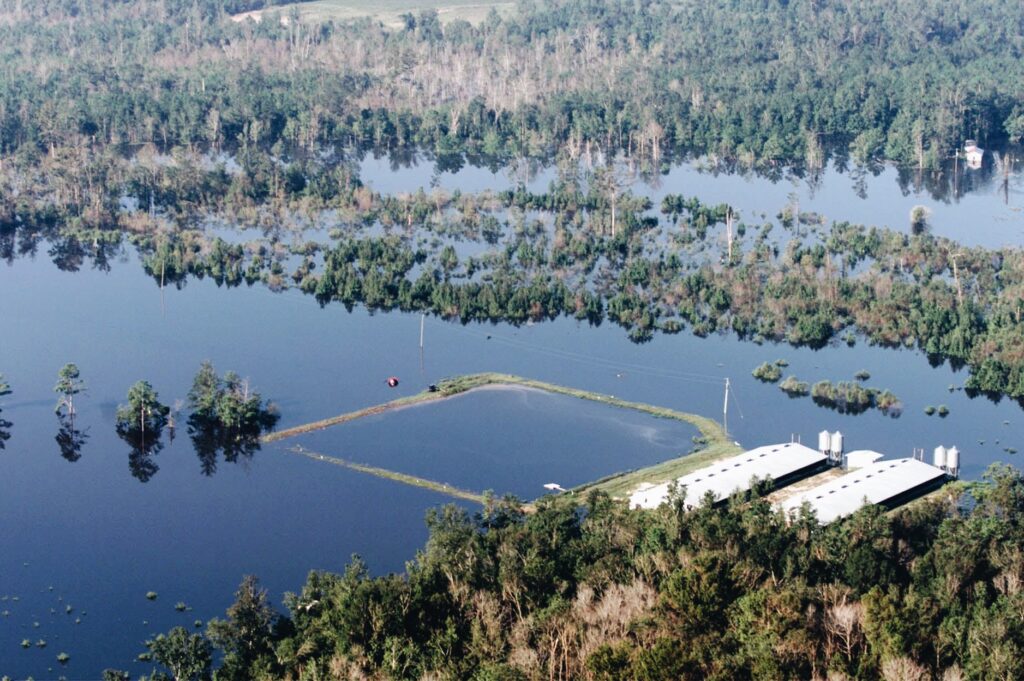 Photograph of a flooded hog lagoon in Burgaw, North Carolina following Hurricane Floyd.