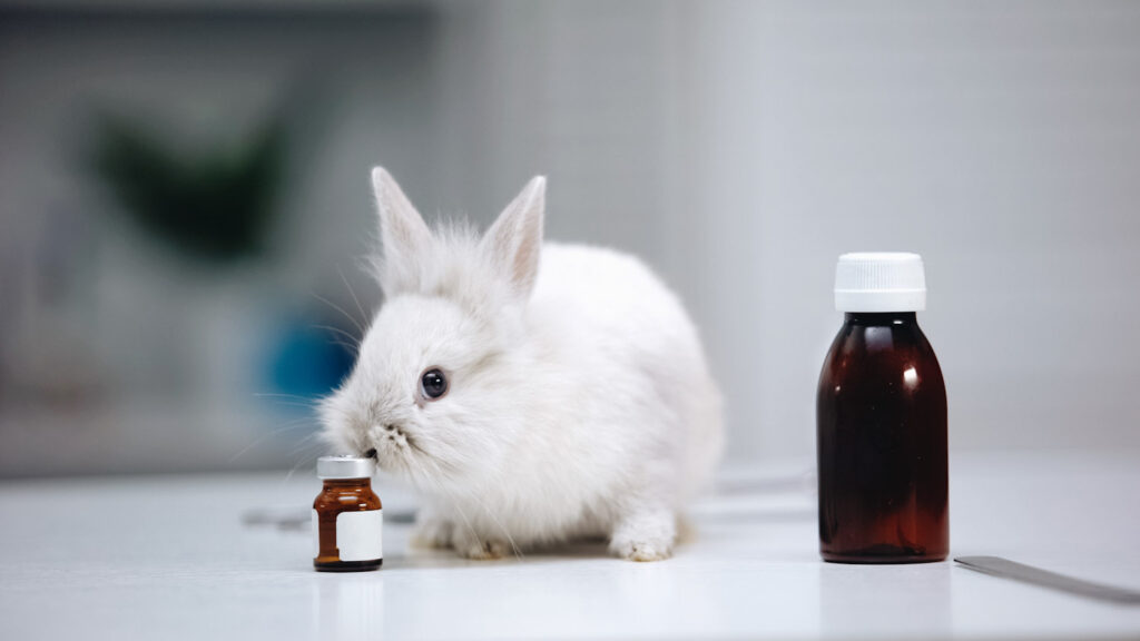 Photo shows a small white rabbit in a sterile lab setting, next to two small medicinal-looking bottles. The EU just voted overwhelmingly in favor of an end to animal experiments.