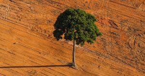 Photo of a tree in a deforested area
