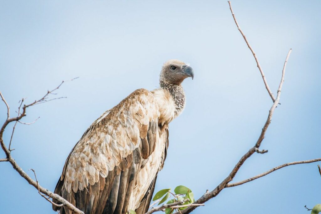 A vulture perched on a branch