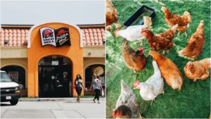 A combination Pizza Hut and Taco Bell restaurant alongside an image of cage-free hens