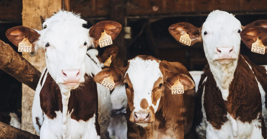 The Netherlands could reduce its livestock farming by 30 percent. Photo shows cows clustered together in a barn with visible ear tags.