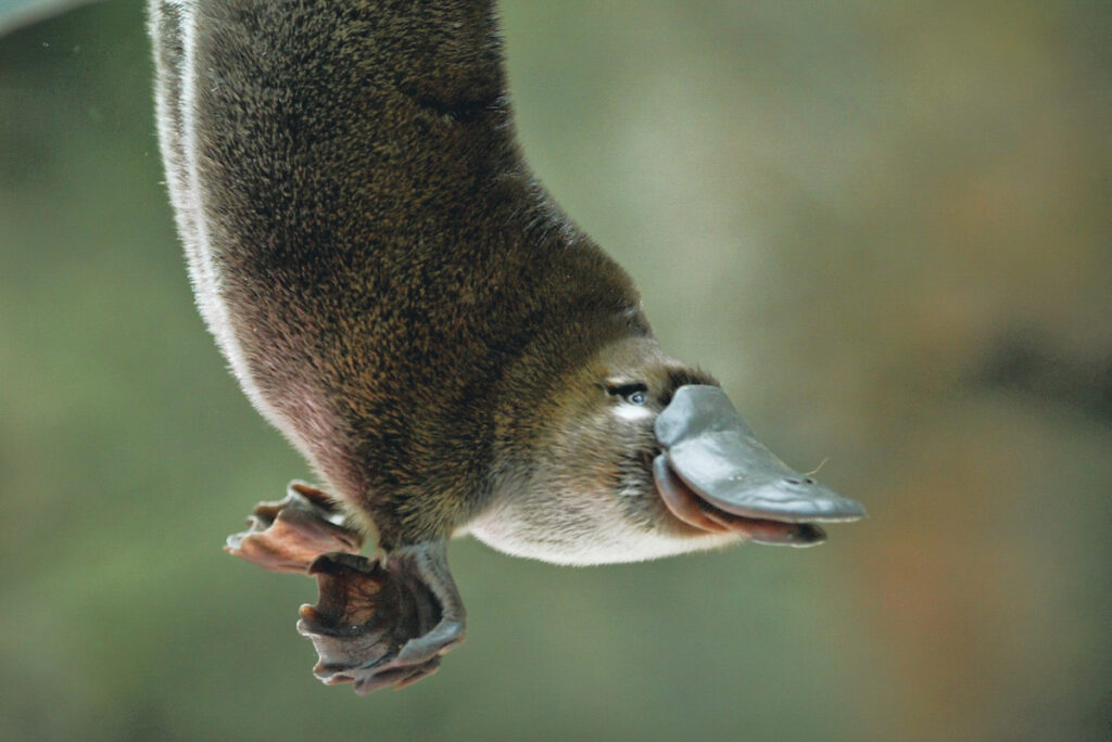 Photo shows a baby platypus, also known as a puggle.