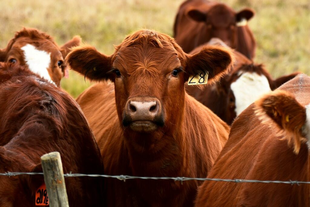 A cow with a tag on its ear behind a wire fence 