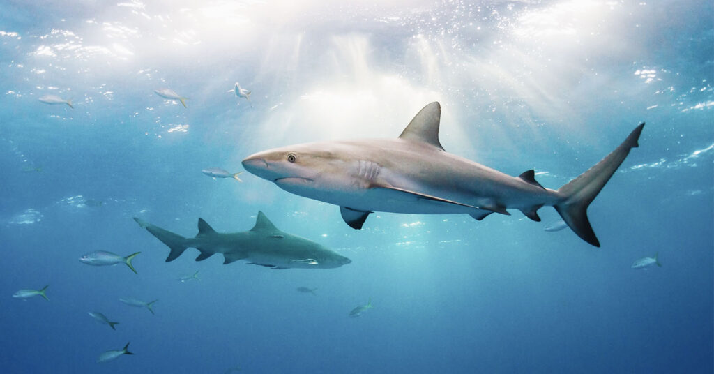 Photo shows sharks swimming in the ocean. The UK is set to become the first country with a truly comprehensive shark fin ban.
