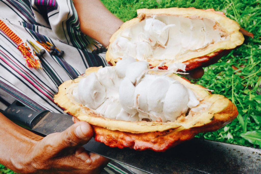 What are superfoods? Photo features omas Bardales from the Amazon Ashaninka tribe showing organic cocoa fruit at his family plantation near Quempiri.