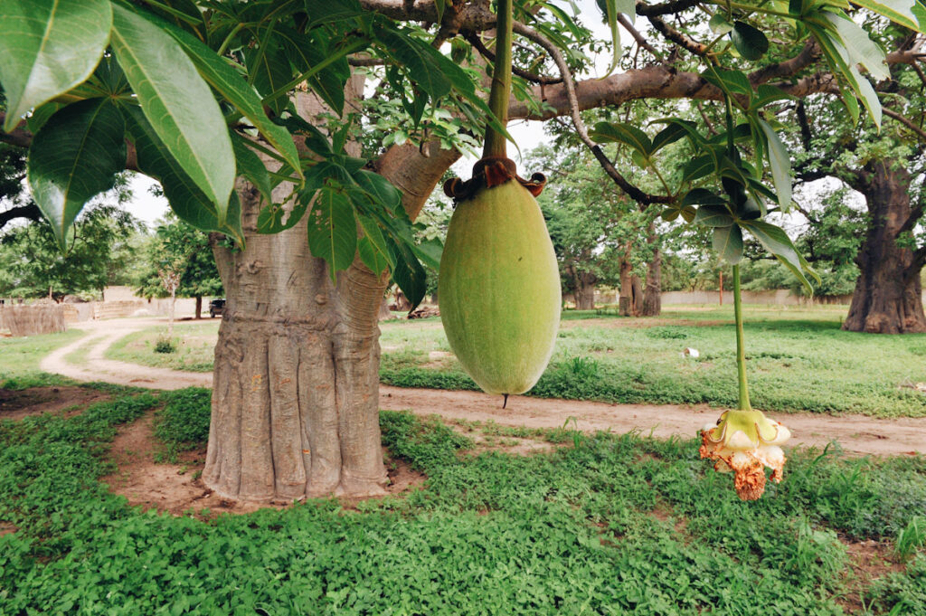 Photo shows fruit from a Boabab tree, recently approved for European import. Senegal's villagers have known about the fruit's health benefits for generations.