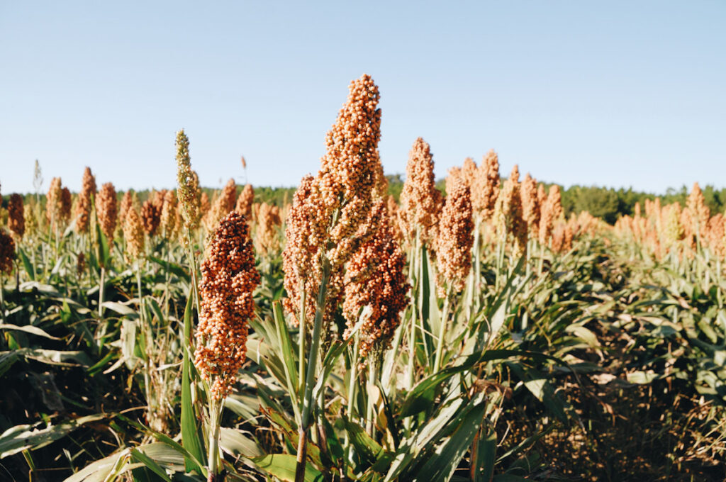 Photo shows a field of sorghum, a superfood grain that can be used for food, alcohol, and biofuel.