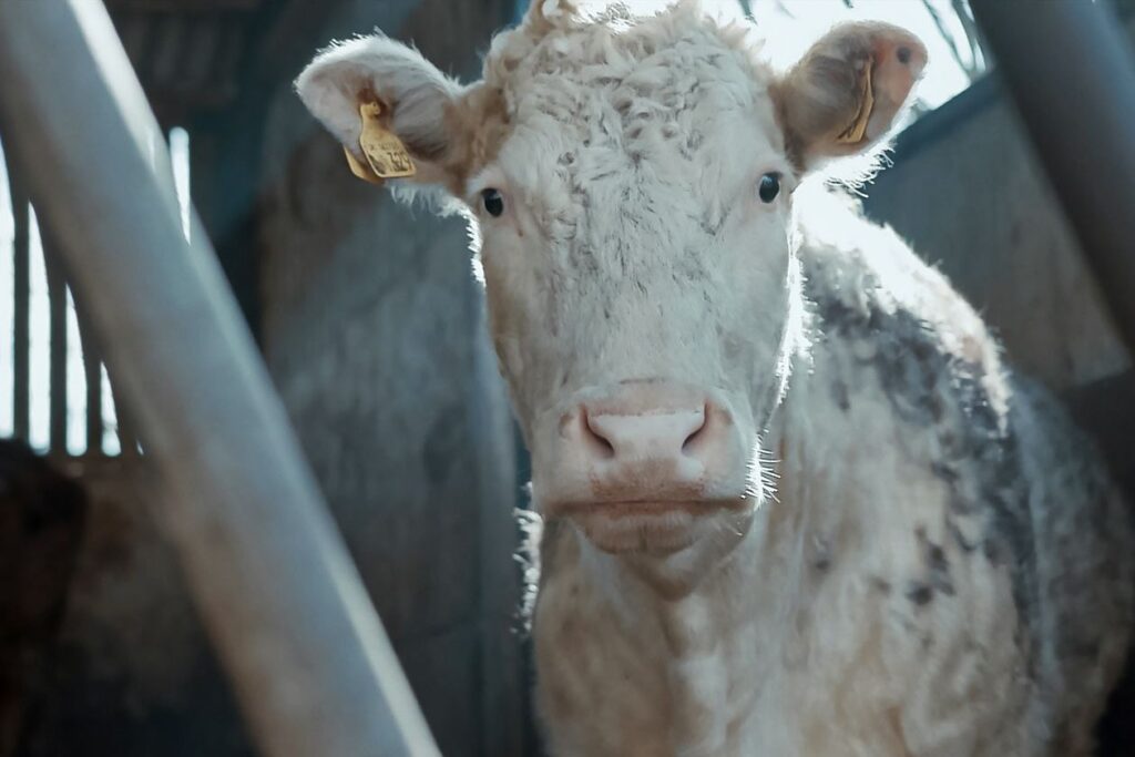 Image of a white cow with a yellow tag on their ear. Still from the documentary 73 Cows.
