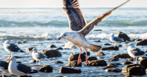Photo shows sea birds landing on rocks along the shoreline. The Huntington Beach oil spill is affecting wildlife and humans alike.