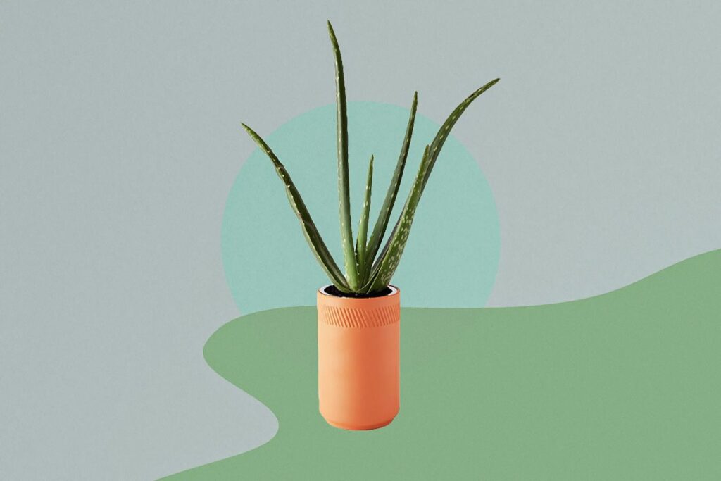 Photo shows an aloe plant in a tall, thin terracotta planter