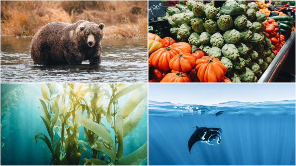 Collage of photos depicts an Alaskan brown bear (top left), a display of fresh vegetables (top right), kelp (bottom left), and a swimming manta ray (bottom right). Fat Bear Week isn't the only good climate news from the last month.