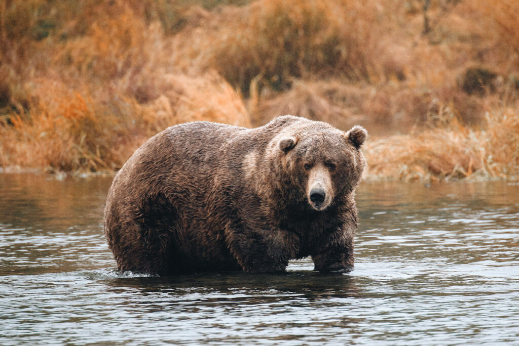 Photo shows an Alaskan brown bear fishing for salmon. Fat Bear Week highlights the health of the Katmai region's population and raises awareness of bears in general.