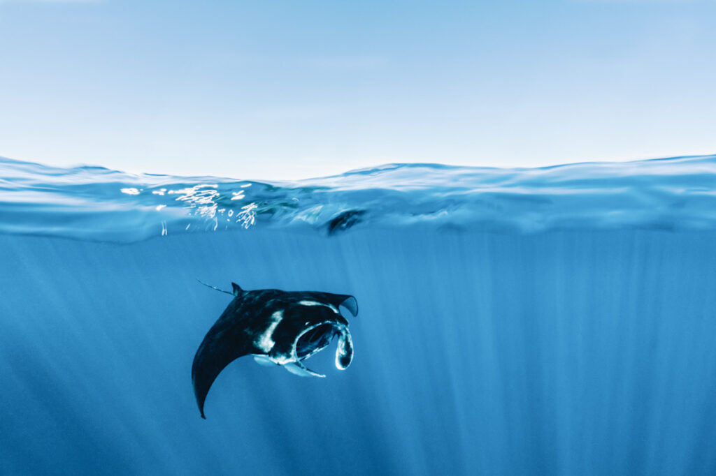 Photo shows a swimming manta ray in the Indian Ocean.