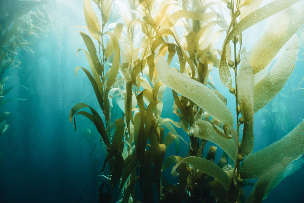 Photo shows kelp, an extremely effective natural tool in the fight against climate change.
