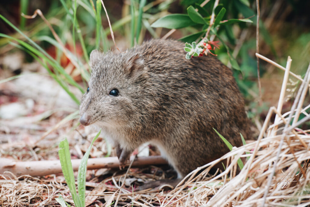 Photo shows a bandicoot in the wild in Australia. Other good climate news includes a wildlife highway in LA and ambitious Scottish rewilding.