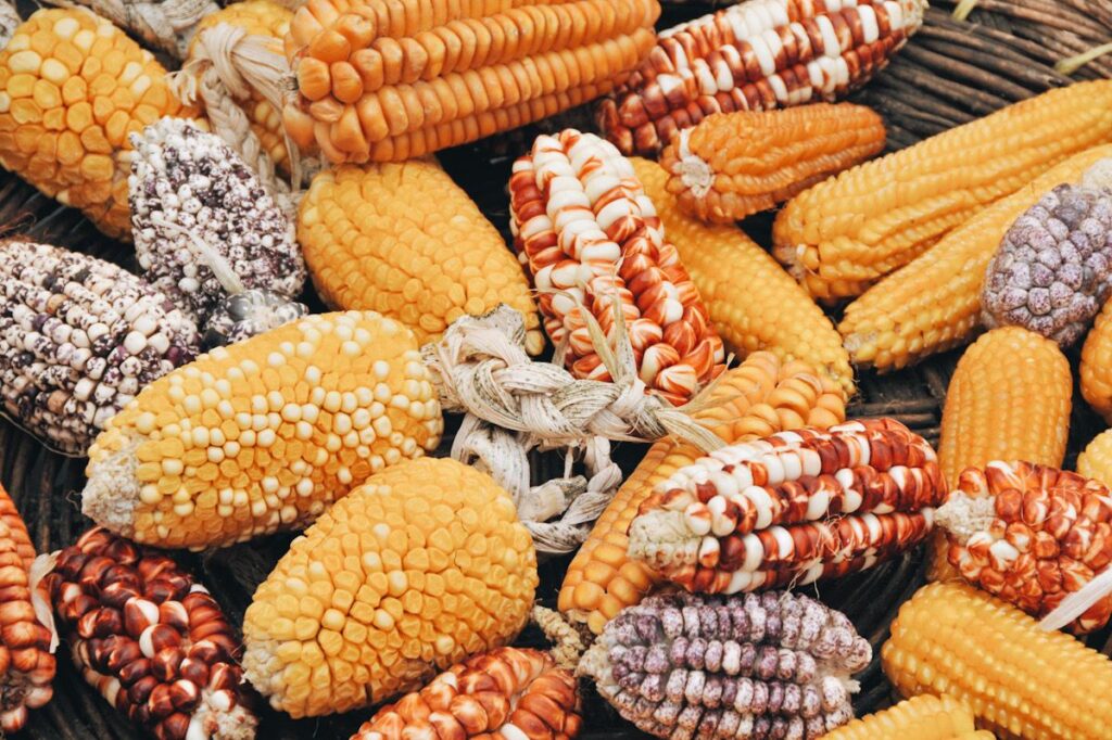 Image shows various types of corn on the cob.