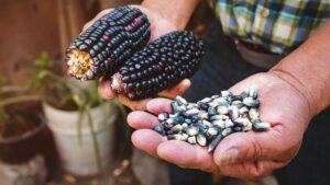 Photo of a person holding blue corn.