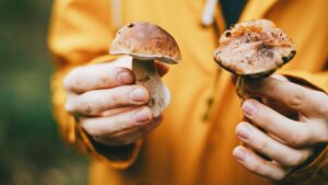 A person's hands holding mushroom toadstools