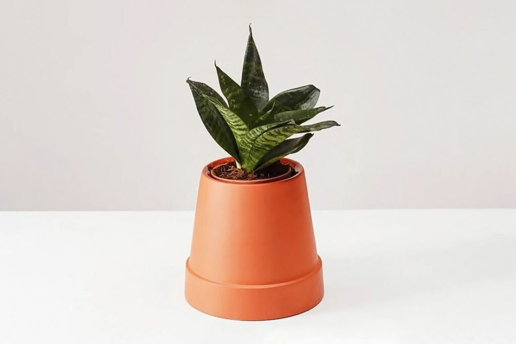 Photo shows an upside-down, self-watering terra cotta planter with a snake plant growing out of it