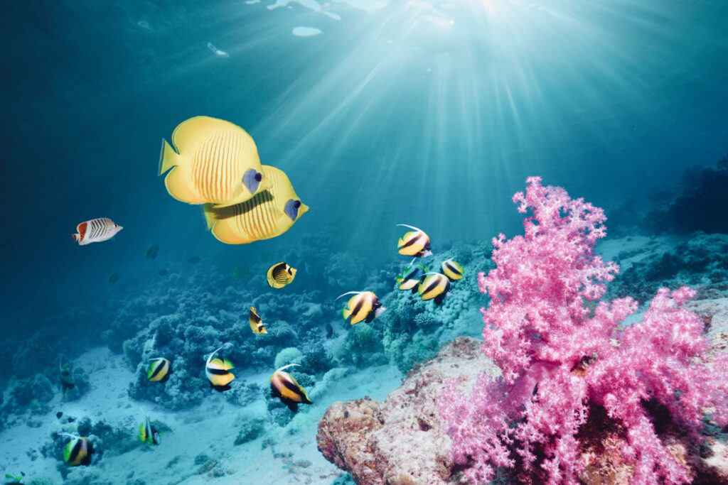 Photo shows coral reef scenery with golden butterflyfish and Red Sea bannerfish swimming alongside. A new report shows the current status of coral reefs.