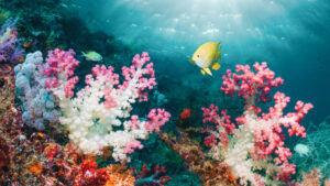 Photo shows soft corals on a reef with fish swimming in the background, including the golden damsel. A new report shows the current status of coral reefs.