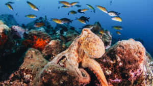 Image is a close-up photo of a common octopus with fish swimming in the background. The UK government has finally acknowledged octopus sentience.
