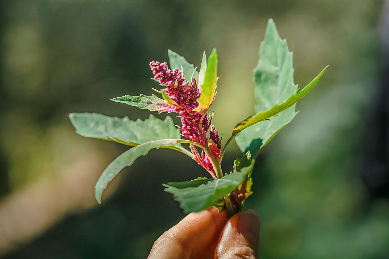 How to Cook with Indigenous Grains Amaranth