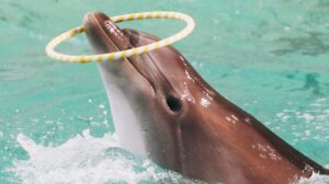 A dolphin balances a hoop on its nose