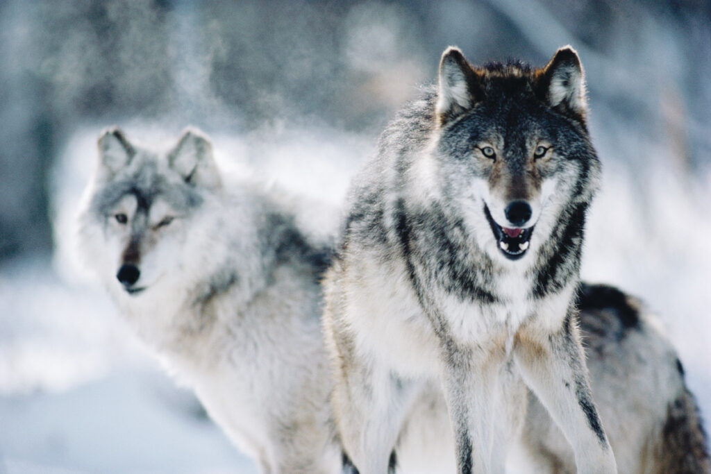 Photo shows grey wolves from Minnesota. Restoring the animals' endangered status will offer much-needed protection to the keystone species.