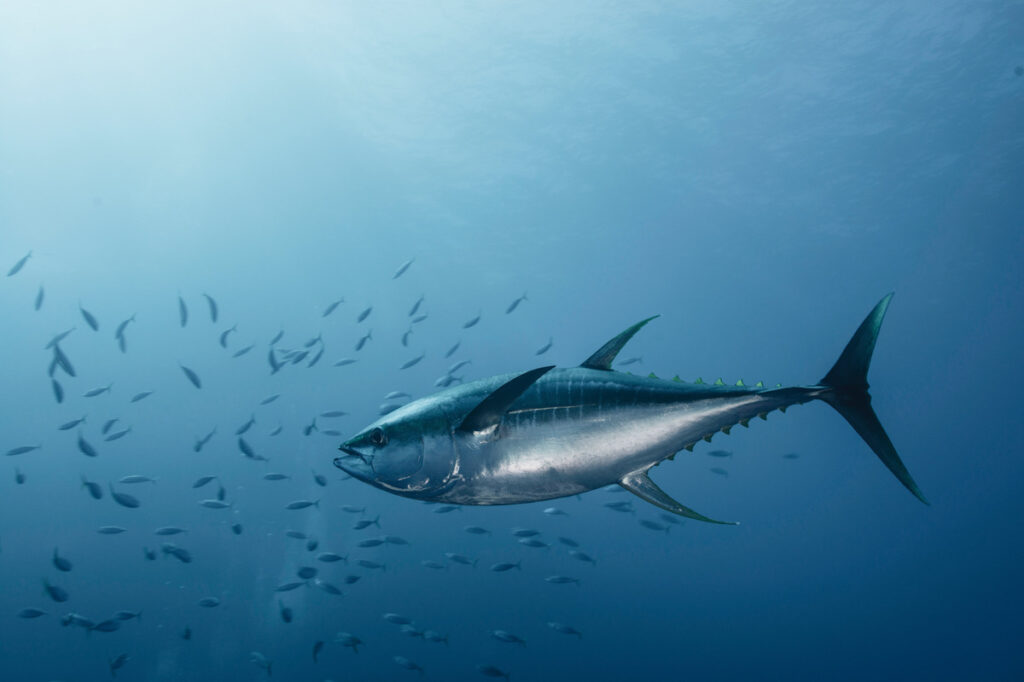 Photo shows a tuna fish swimming in the foreground with a school of other fish in the background.