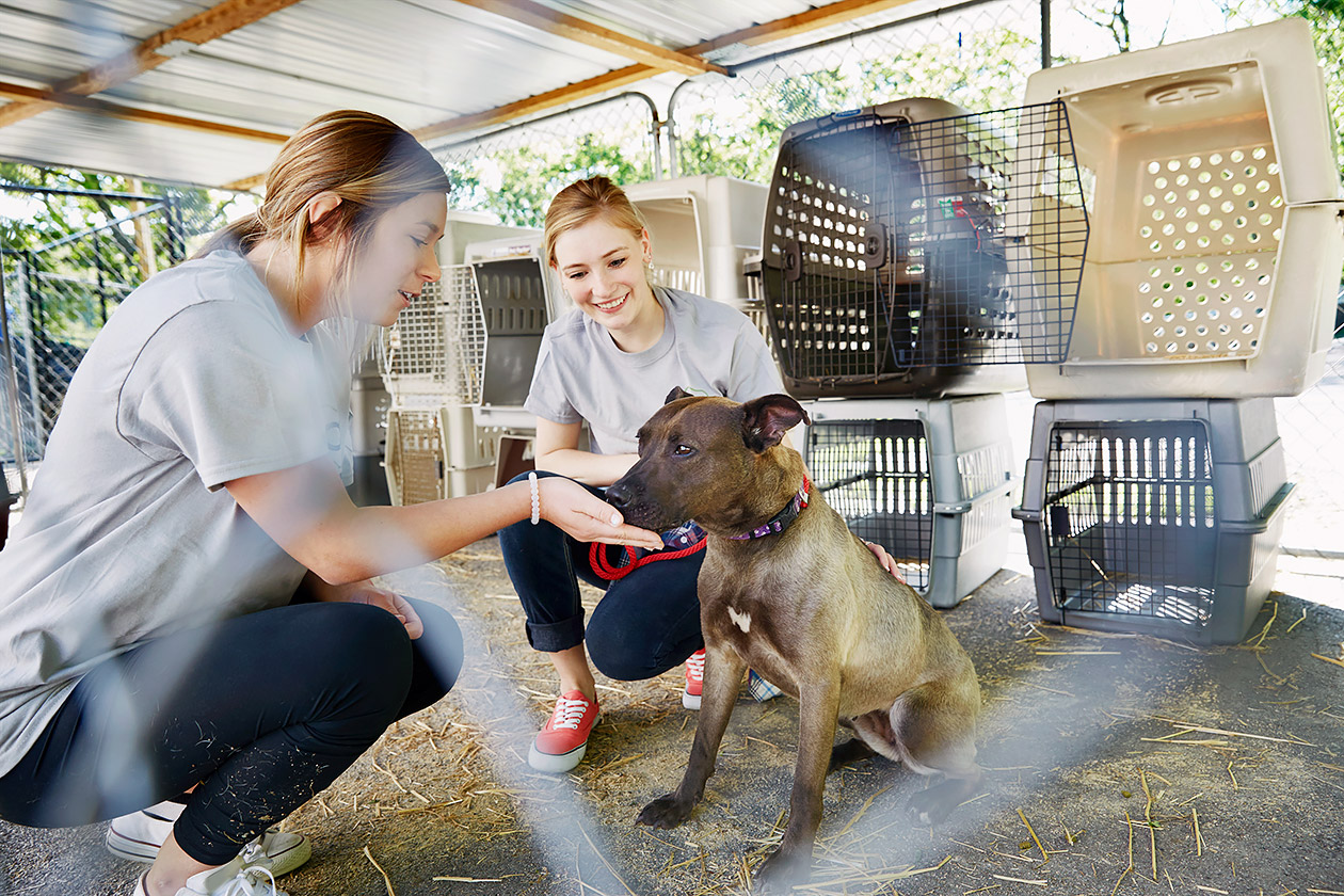 Volunteering at an animal shelter. Animal Shelter. Animal Shelter Volunteer. Volunteer at an animal Shelter. Pet Volunteers.