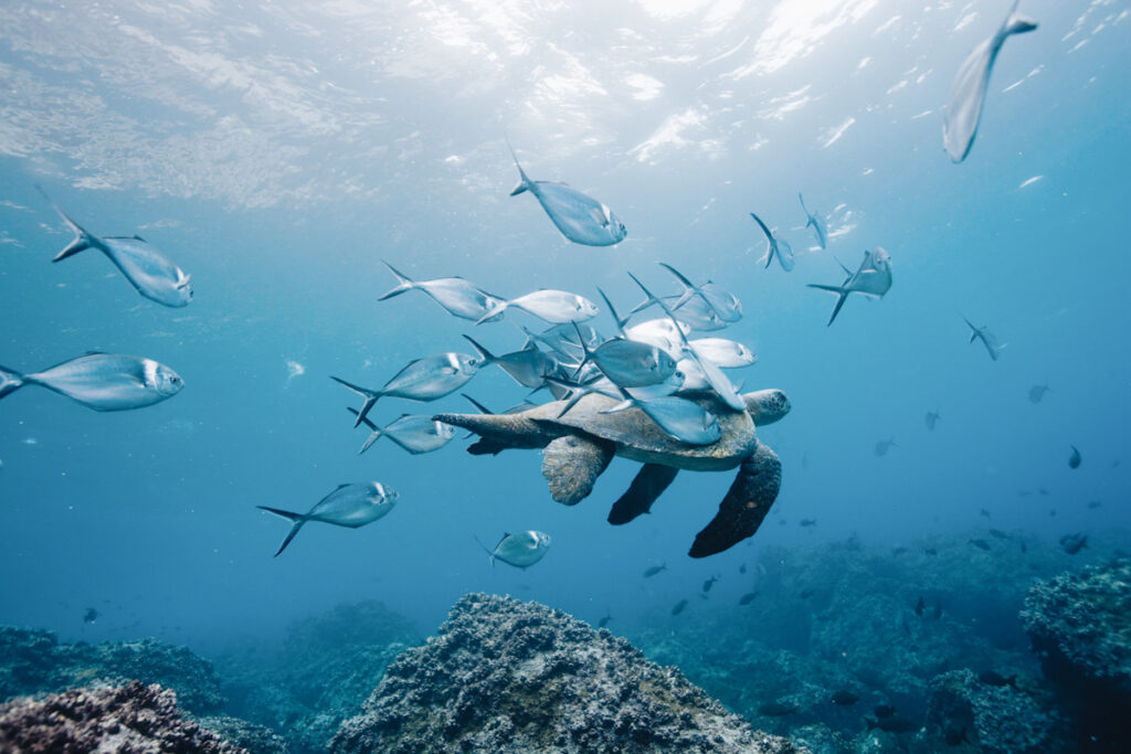 fish swimming in the sea