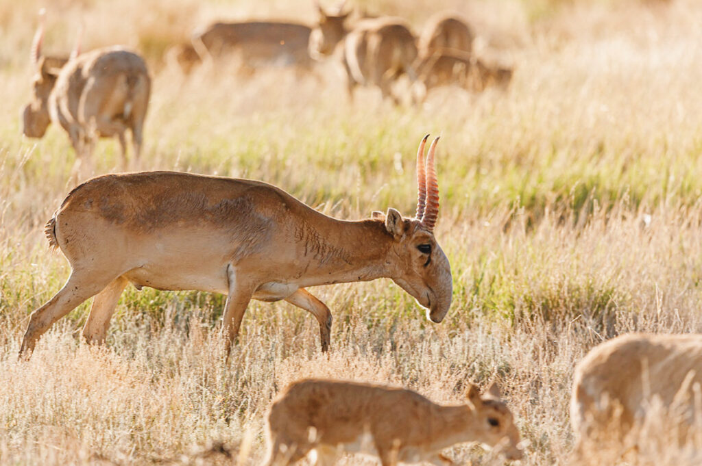 Photo shows Saiga antelopes grazing.