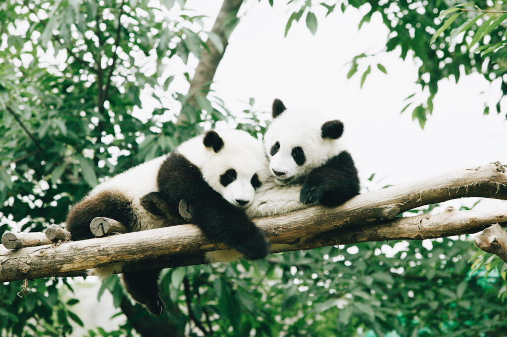 Photo shows two panda bears cuddling in a treetop. The popular black and white bear is no longer endangered, a significant piece of good climate news from 2021.