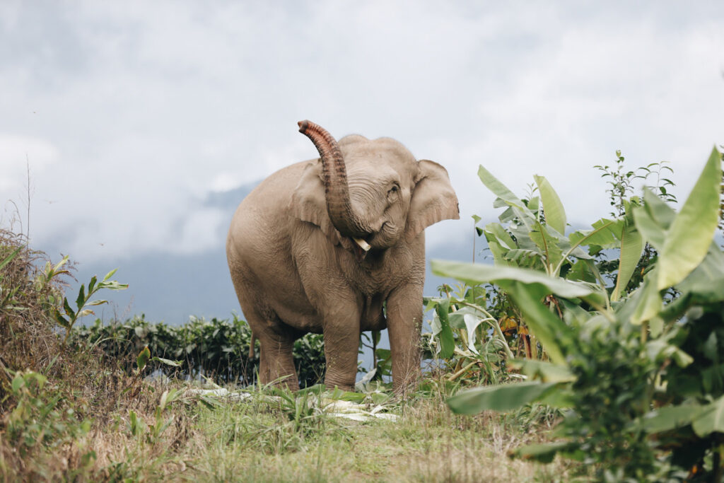Photo shows one of a herd of wild Asian elephants.