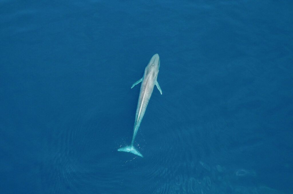 Photo shows a swimming whale from above. Blue whales are incredibly important to the marine ecosystem, and their return to Spain is a huge good climate news story from 2021.
