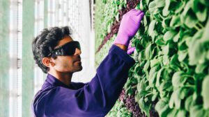 Photo shows someone working on an urban farm. They are wearing gloves and protected glasses and stand in front of a wall of green and purple leafy vegetables. Walmart is investing in vertical farming startup Plenty.
