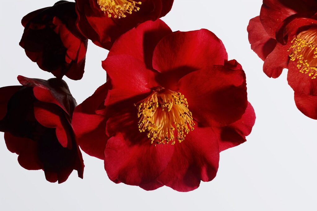 red camellias against a pale background