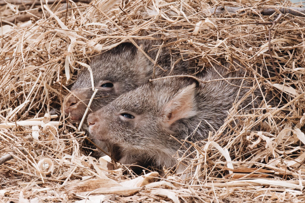 Photo shows bettongs in a bed of hay