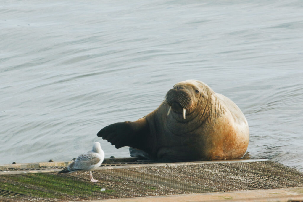Photo shows a rare Walrus, Odobenus rosmarus, lying on the ramp of Tenby lifeboat station in Tenby, Pembrokeshire, Wales, UK.