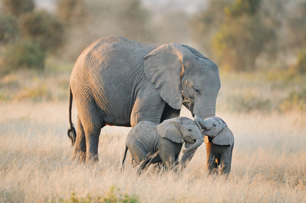 Two elephant twins with adult elephant, Amboseli National Park, Kenya