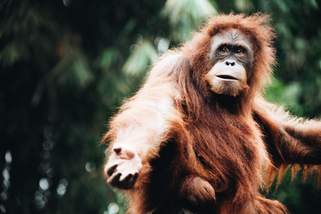 orangutan how animals help fight climate change