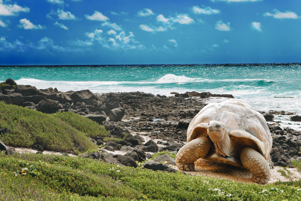 Large turtle at sea edge on background of tropical landscape