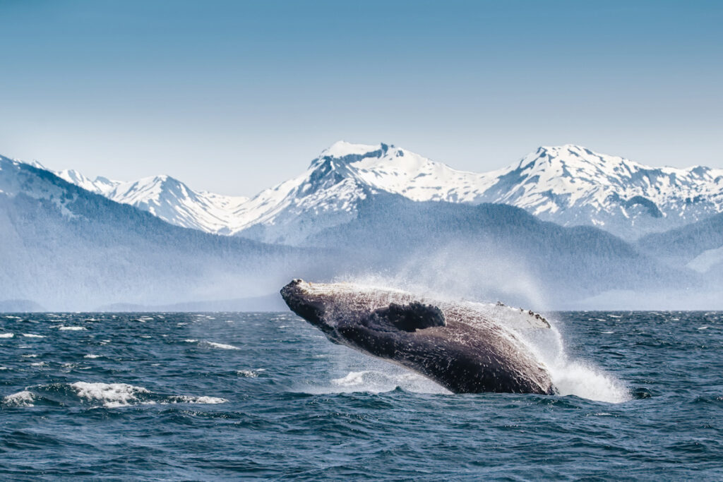 Breaching humpback whale