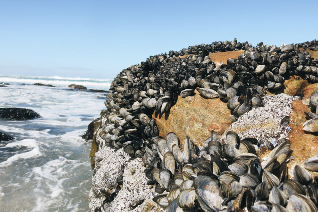 mollusks how animals help fight climate change