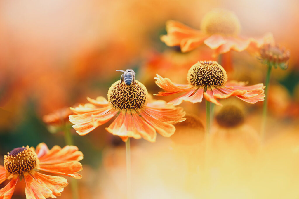Photo shows a small bee perched on a vibrant orange flower.