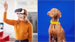 Photo shows a person in an orange sweater using a VR headset split with a red dog wearing a yellow smart collar.