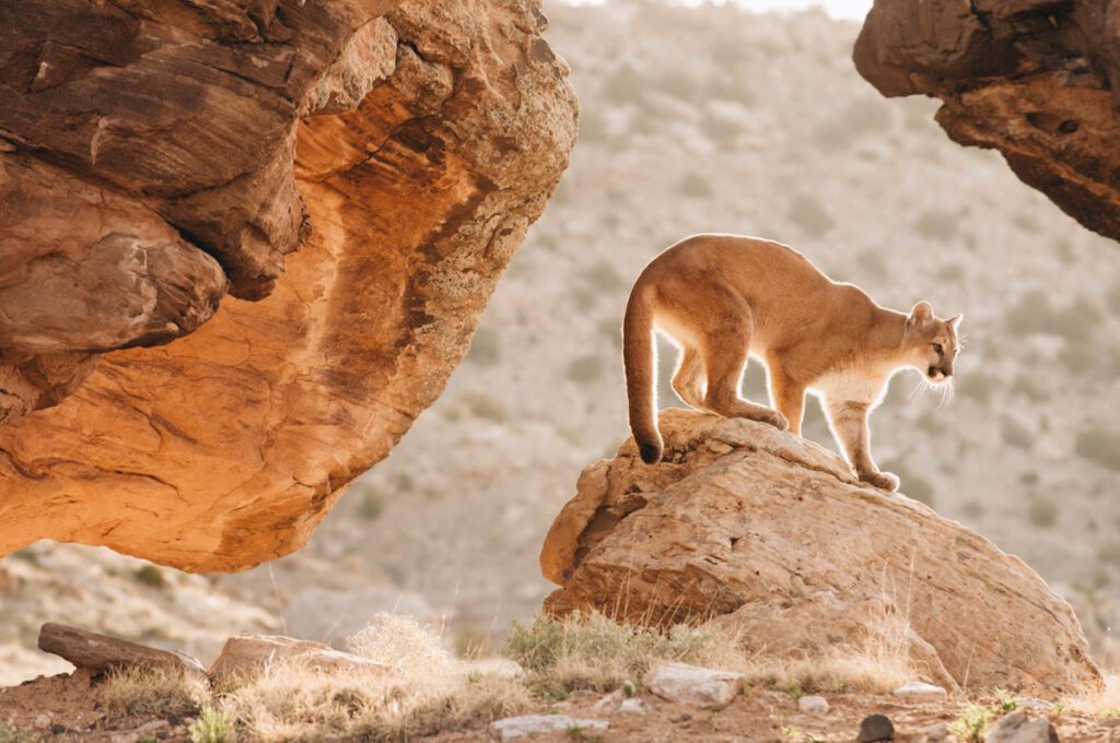 Photo shows a puma, or mountain lion, perched on a rock. Puma conservation is more important than ever.